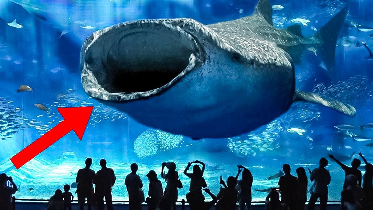 10 most unique fish in the Ocean!