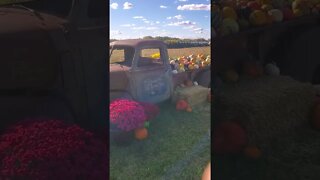 cool old truck with pumpkins