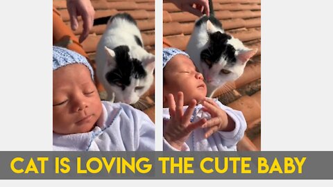 Cat is loving the Cute Baby , Really Loving Cat