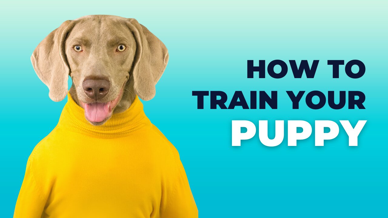 free dog training course