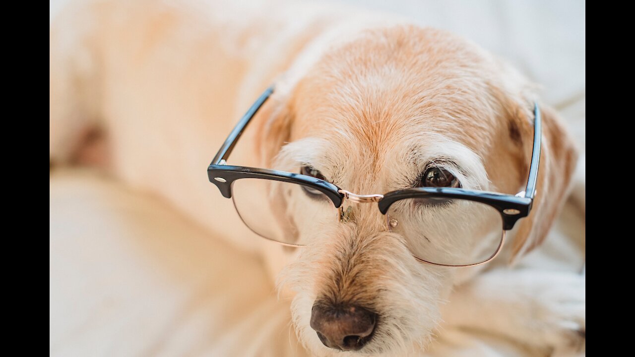 Funny cute dog videos//cute dog/ pet videos funny dog fails pets
