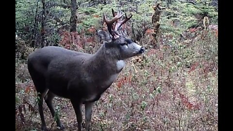 An Intersection in a Small Muskeg, 10/20-11/6