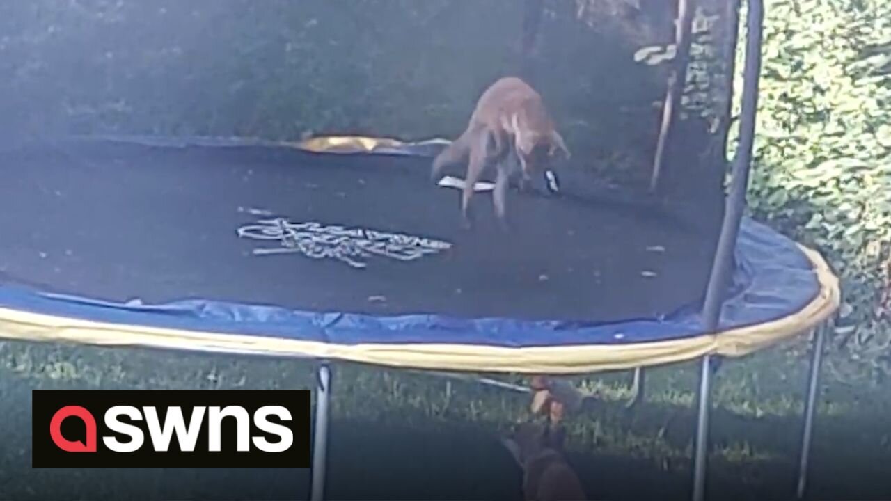 Adorable video shows two foxes BOUNCING on family's trampoline