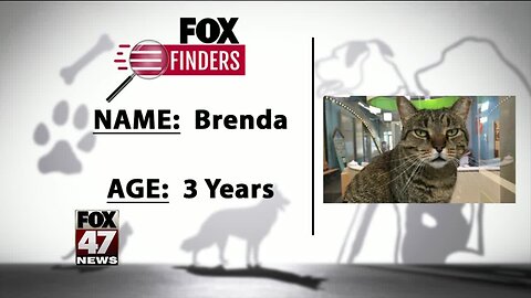 FOX Finders Pet Finder - Brenda
