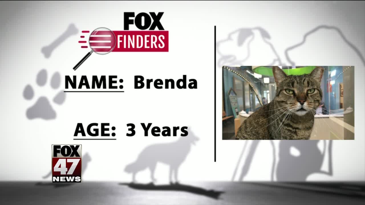 FOX Finders Pet Finder - Brenda