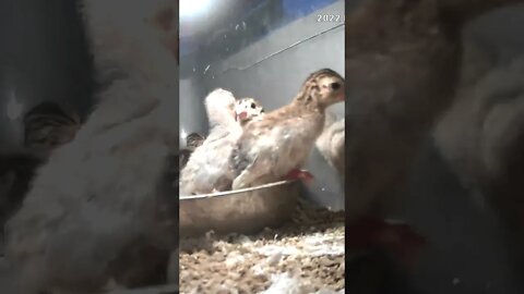 Week old keets