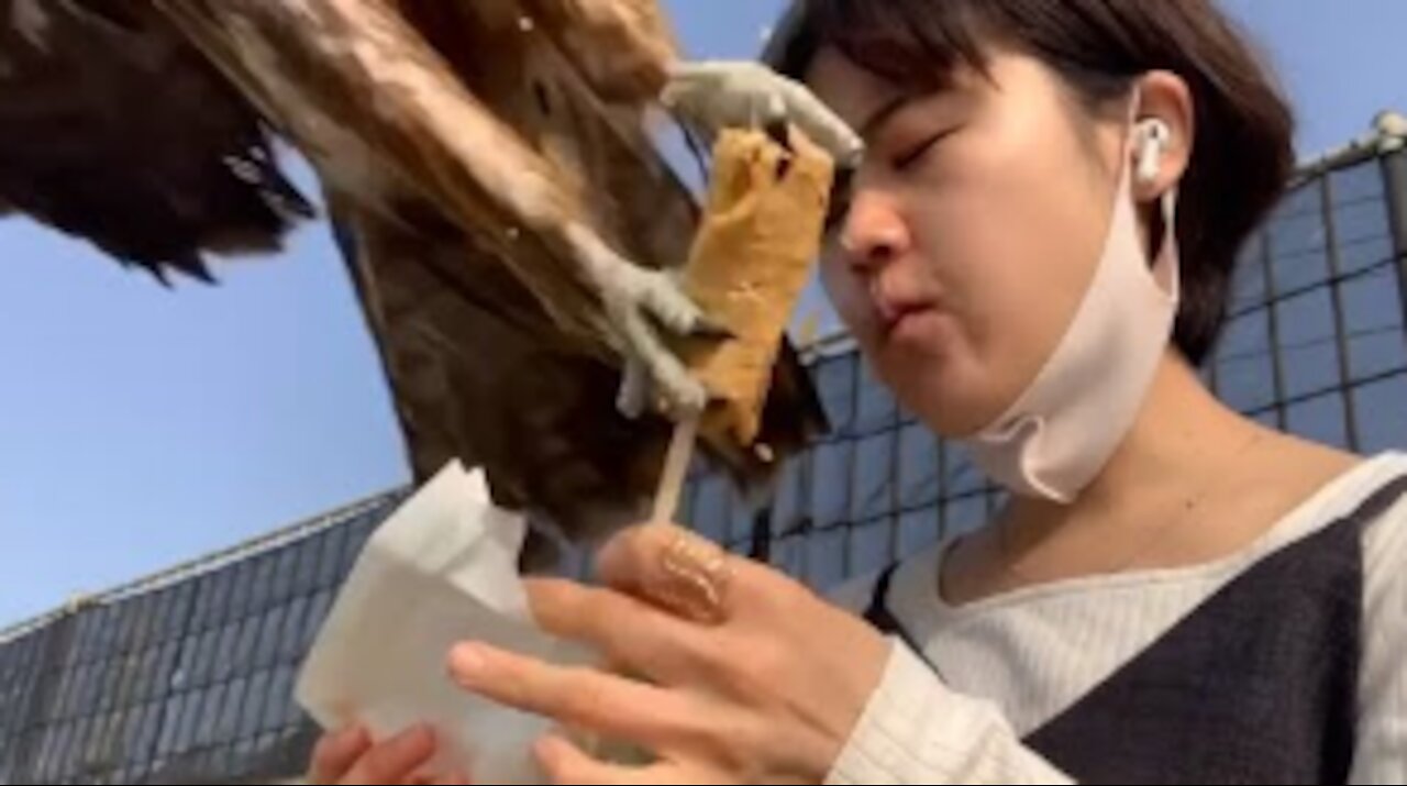 Bird Snatches Woman's Food - Free Meal