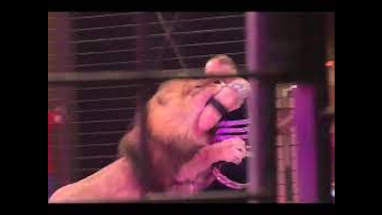 'They're Wild Animals!' Lioness Attacks Trainer During Circus Performance in Russia!