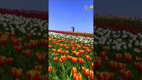 Beautiful Flower scenery #nature #viralvideo #trending