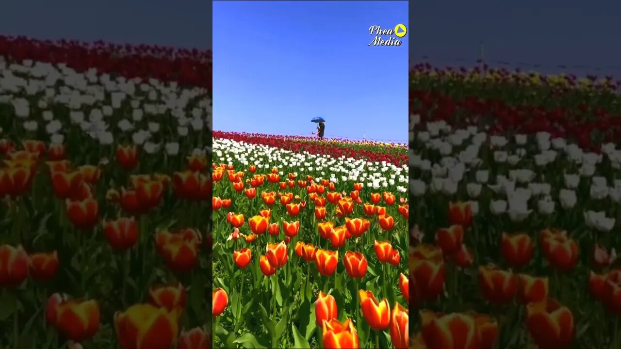 Beautiful Flower scenery #nature #viralvideo #trending