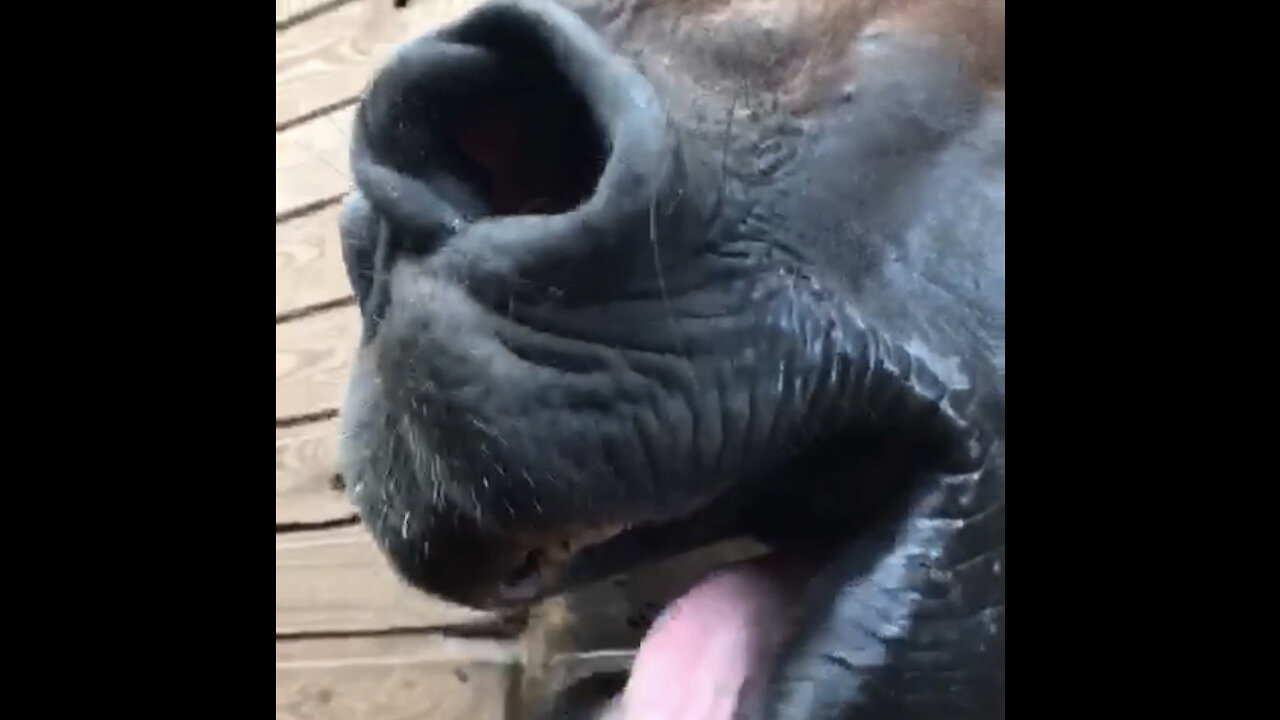 Yawning horse