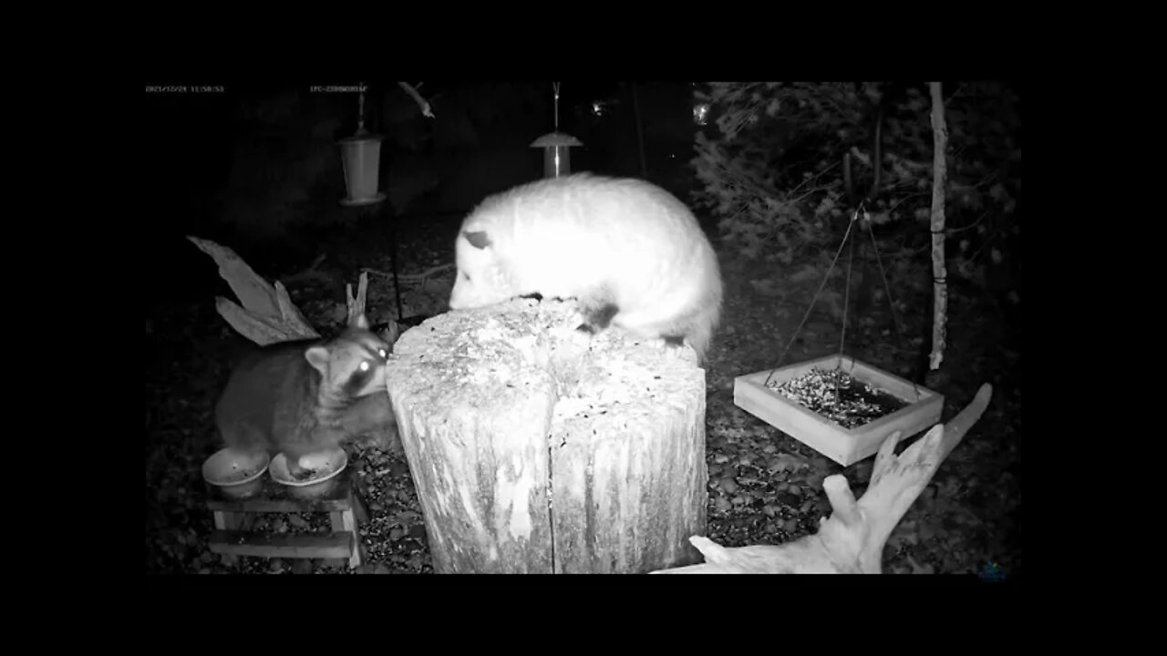 Opossum and Raccoon Fight on the Feeder