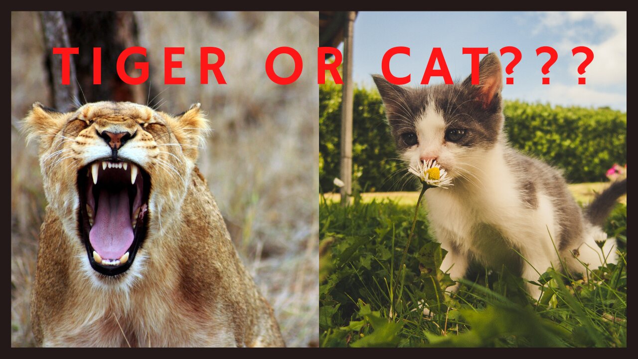 TIGER OR CAT??? | FUNNY VIDEO