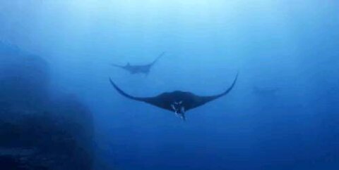 stingray swimming