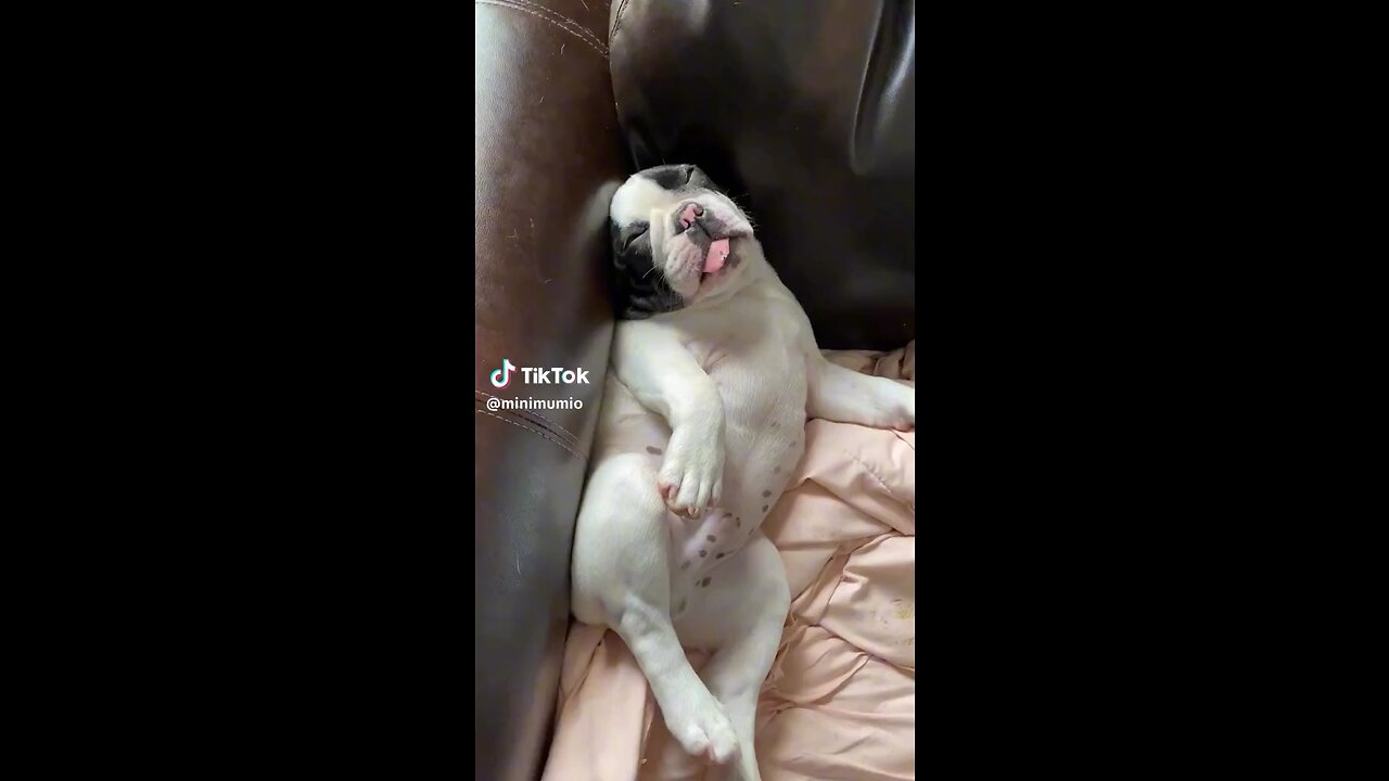 Cute dog sleeping 😂watch the dog getting sleepy