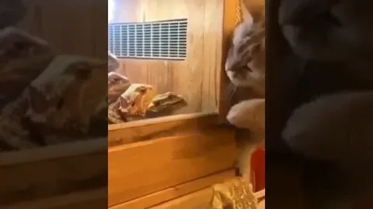 PLAYING CAT VIDEO MEAWWW