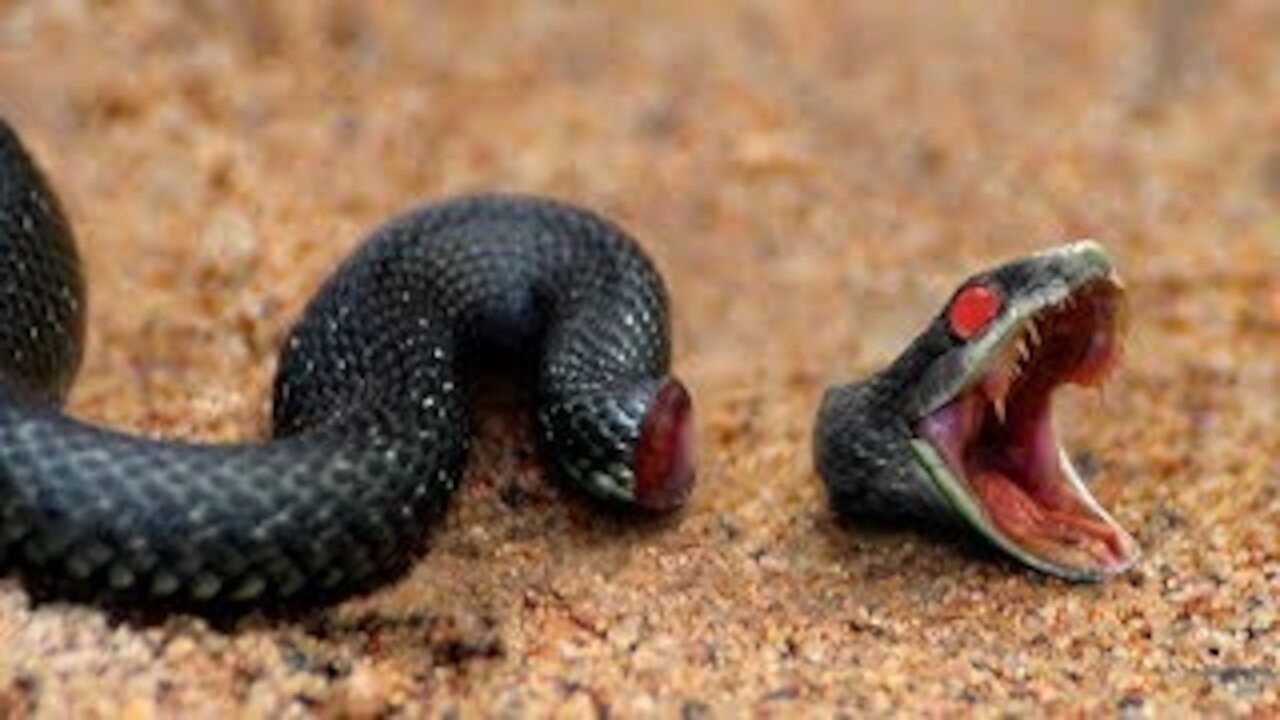 8 Animals That Can Live After Death