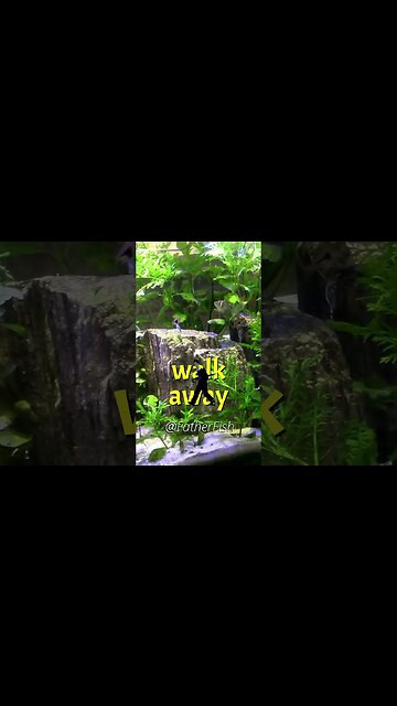 Walk Away from your Tank for 1 Year - Natural Aquarium Needs No Fuss