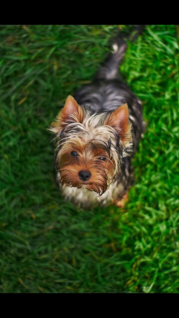 The Dog Is Very Angry, What Should I do Funny Dogs. (Funny Animals #258)