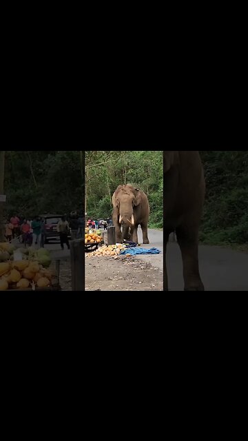 Hathi raja | hathi raja kahan chale #hathiraja #short #youtubeshorts