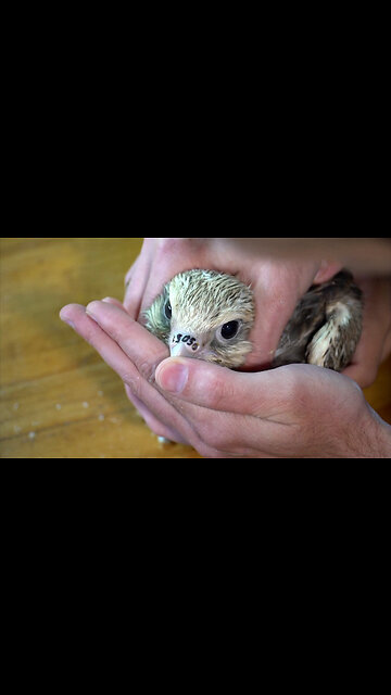 Conservationists Tattoo Birds to Discourage Poaching