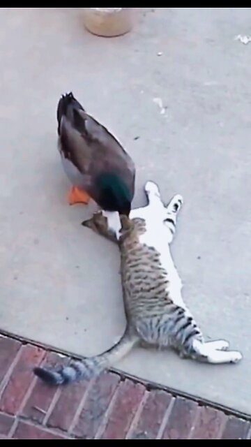 Duck and Cat Fantastic funny videos 2022 #rumbleshorts videos