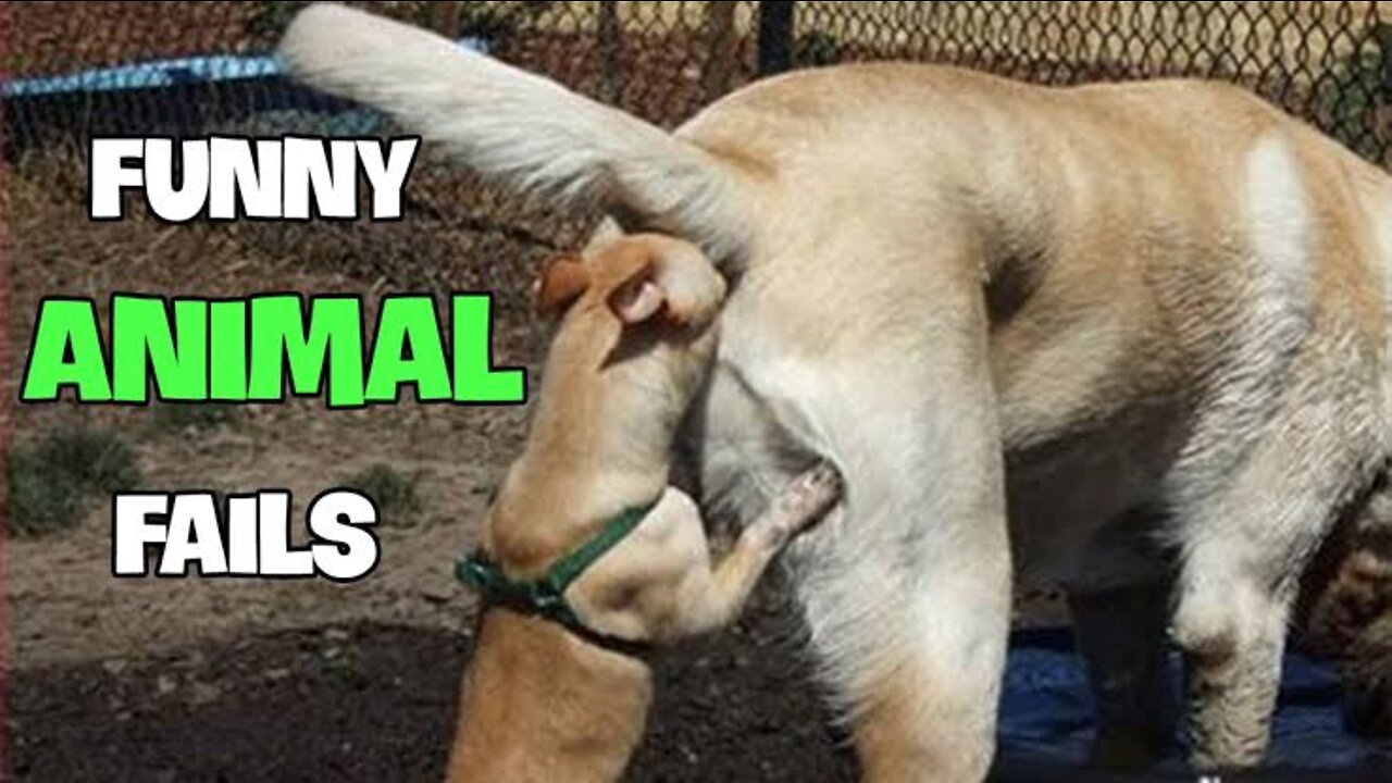 FUNNY ANIMALS FAIL COMPILATION 😂😂😂