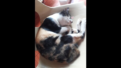 Cats and dog funny video