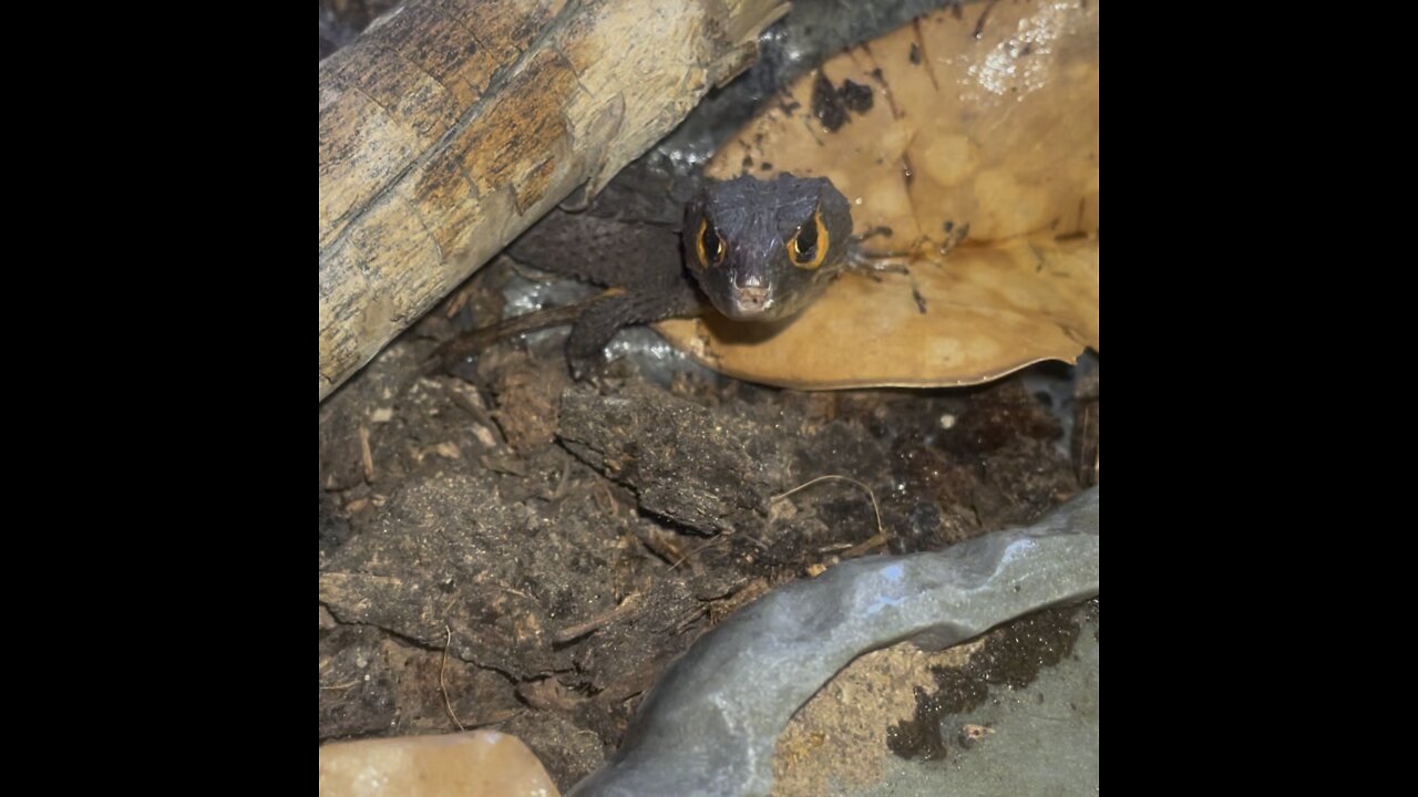 Red eye crocodile skink