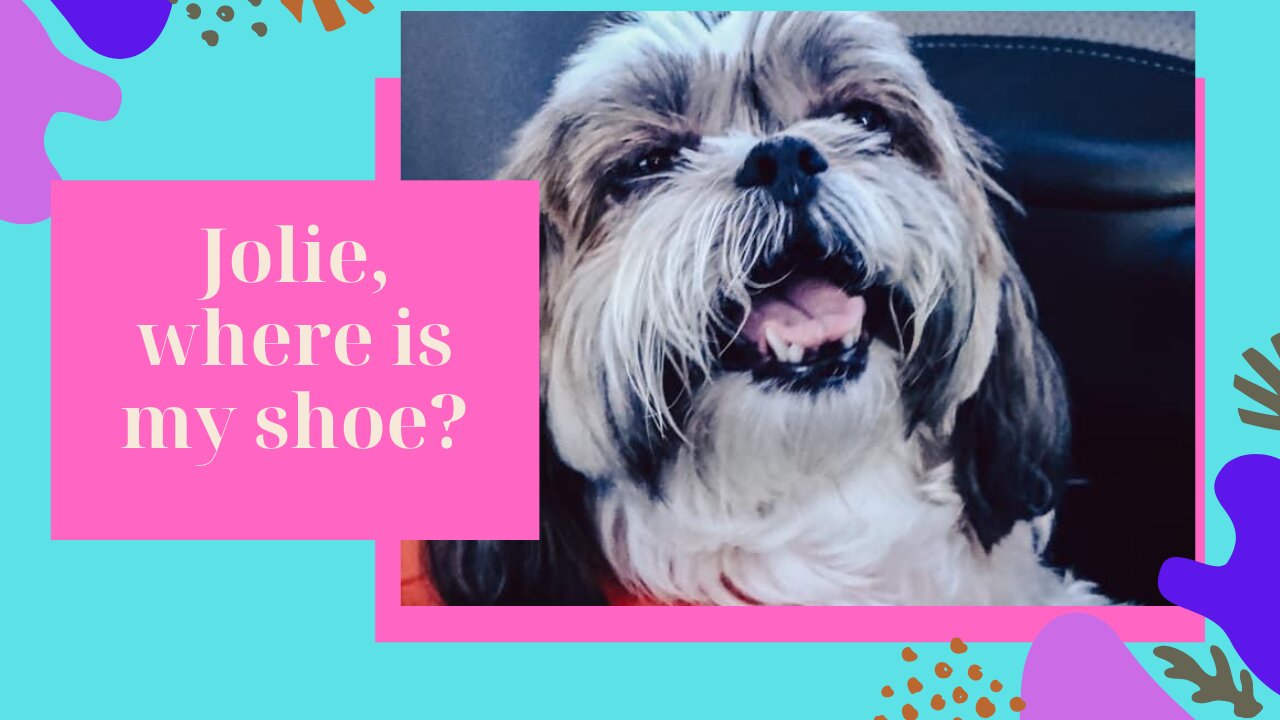 Where is my shoe cute dog?