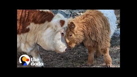 Fluffy Cow Grows Up Around Dogs And Starts Acting Like A Puppy Himself