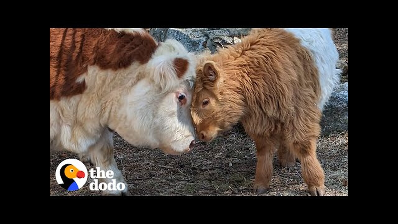 Fluffy Cow Grows Up Around Dogs And Starts Acting Like A Puppy Himself