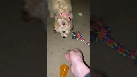 Just Lucy the goldendoodle puppy playing fetch.