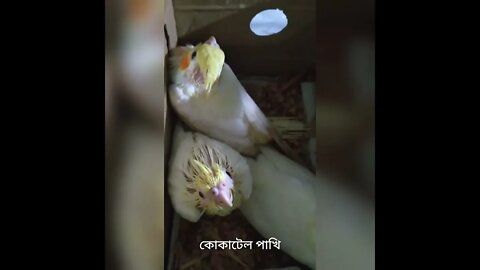 কোকাটিলা পাখি