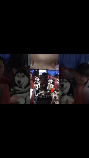 PARTIU HOPI HARI 🤣🤣🤣