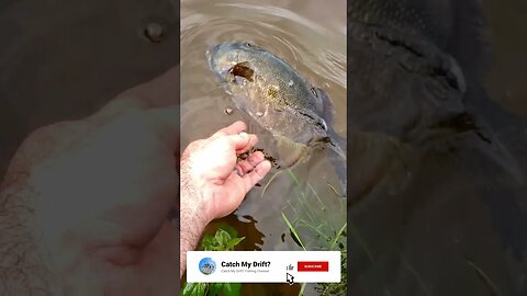 Releasing My 1st New Brunswick Smallie! #shorts #fishingshorts