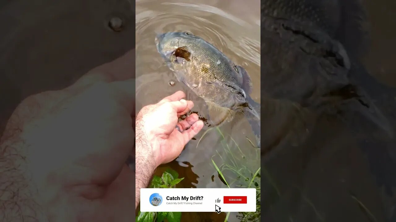 Releasing My 1st New Brunswick Smallie! #shorts #fishingshorts