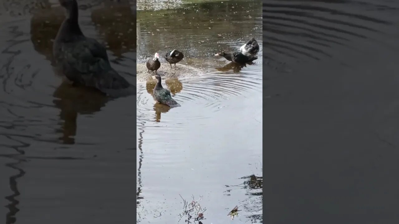 ducks