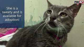 FOX Finder Pet Finder - Meet Grace