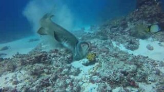 Famished shark rips octopus to shreds