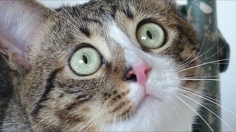 Cat Photography