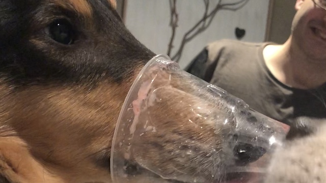 Collie uses long nose to reach bottom of ice cream cup