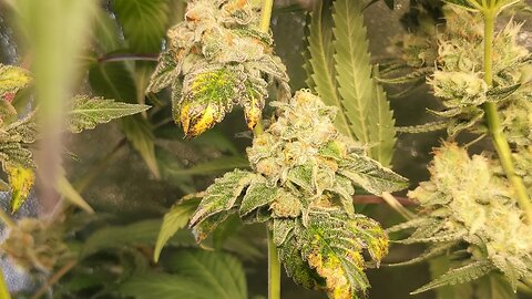 Full garden tour for Friday May 26, 2023