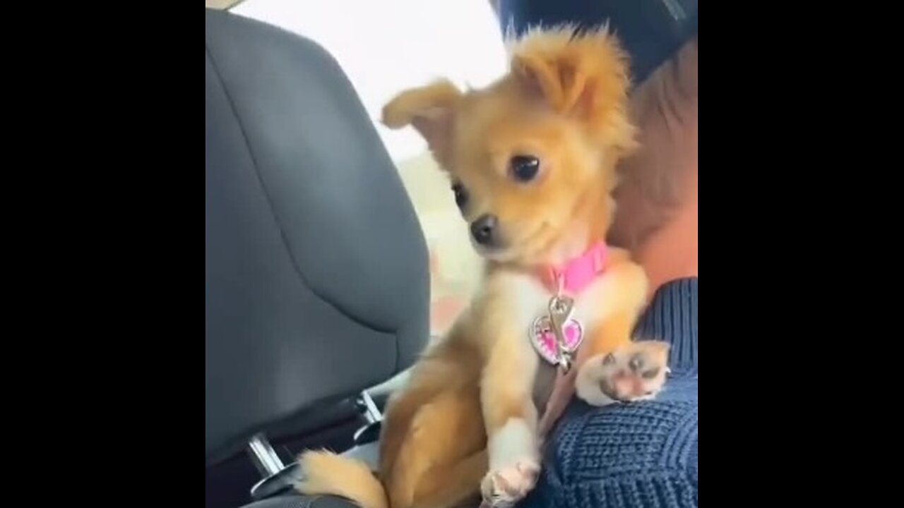 Daily Happy Video (5) - Okay Fine, I'll Admit That's A Pretty Cute Little Dog!! ;)