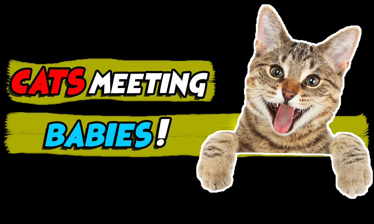 Cats Meeting Babies In Home