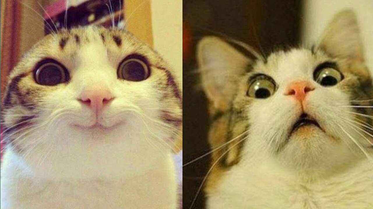 Funny cats video 🙀