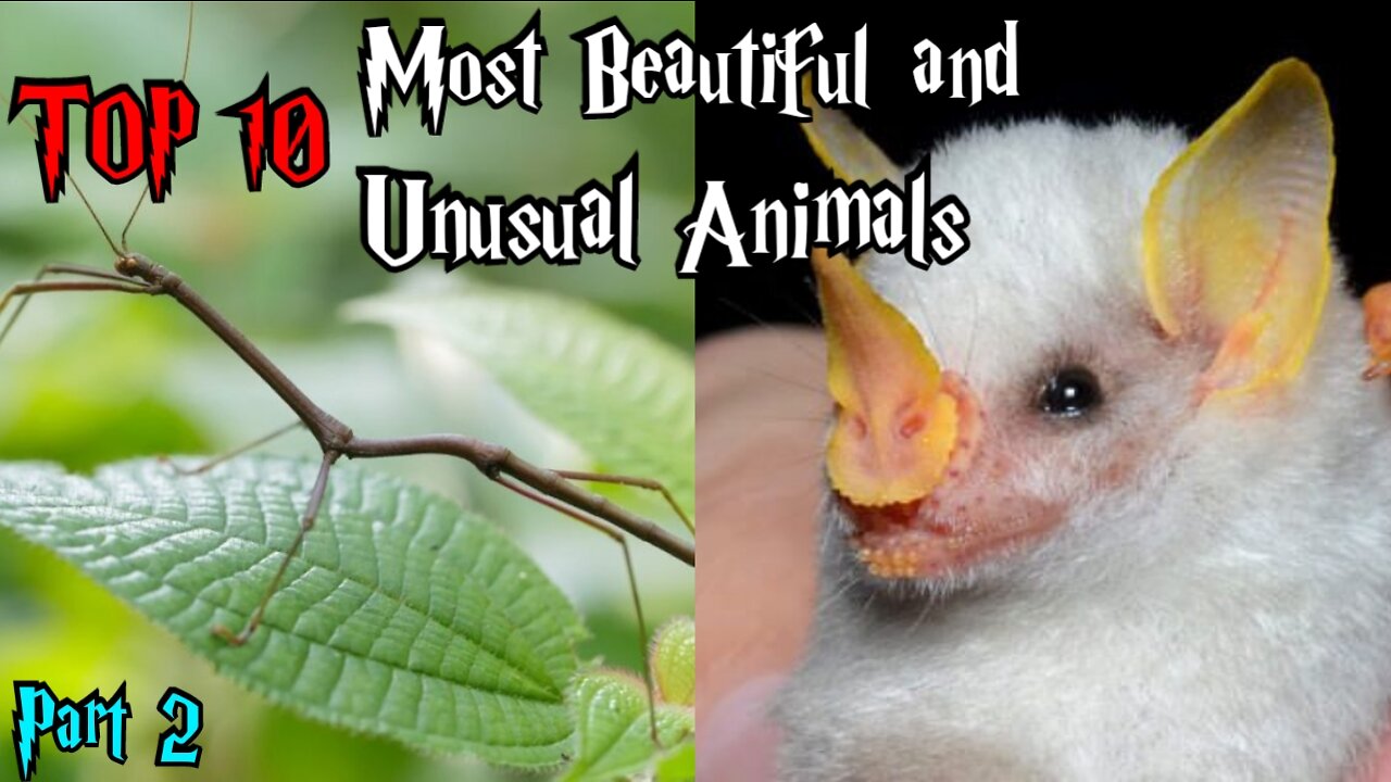 TOP 10 MOST BEAUTIFUL AND UNUSUAL ANIMALS PART 2 || WEIRD NATURE|| UNUSUAL ANIMALS || TRIVIA