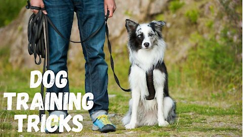 Dog Training: Smart and Disciplined Dog