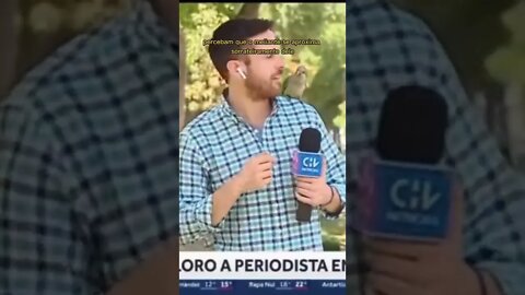 FAZ O L... DE "LOURO"- #shorts #tiktok #humor #chile #animals #trend