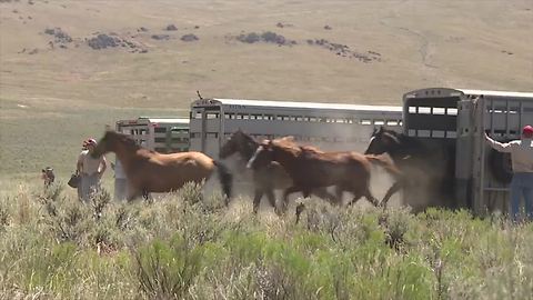 Wild horses roam free in Owyhee County thanks to the BLM in Idaho